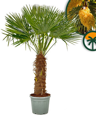 Palmboom - Trachycarpus Fortunei 80-100 cm