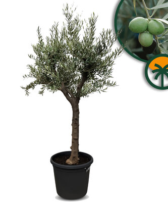 Olijfboom - Vertakte Olea Europaea - 30 jaar oude boom 