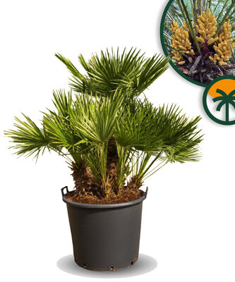 Palmboom - Chamaerops Humilis multistam 