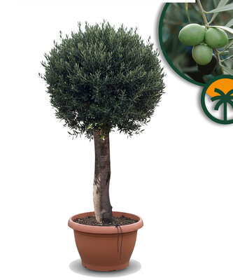 Olijfboom - Olea Europaea -  in Bolvorm  - 40 jaar oude boom in decopot