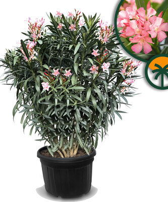 Roze Oleander - hoogte 220-240cm