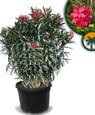 Rode Oleander - hoogte 220-240 cm