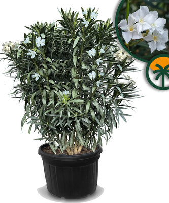 Witte Oleander - hoogte 220-240 cm