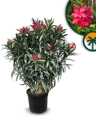 Rode Oleander - hoogte 140/160 cm