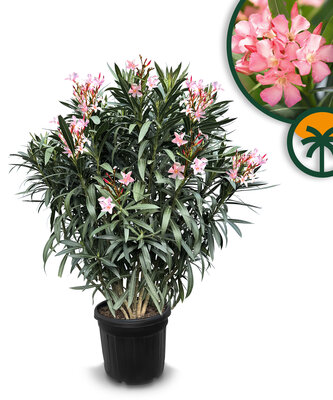 Roze Oleander - hoogte 140/160 cm