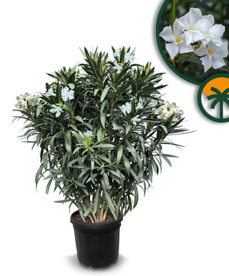 Witte Oleander - hoogte 140/160 cm