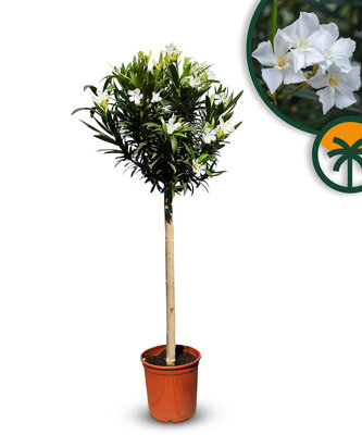 Witte Oleander op stam - hoogte 140/160 cm
