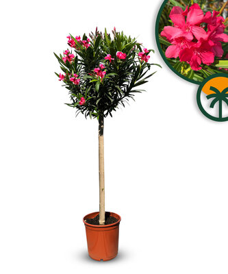 Rode Oleander op stam - hoogte 140/160 cm
