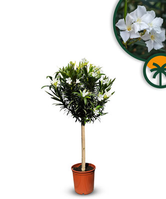 Witte Oleander op stam - hoogte 100/120 cm