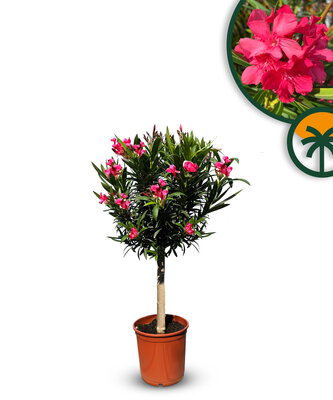 Rode Oleander op stam - hoogte 100/120 cm