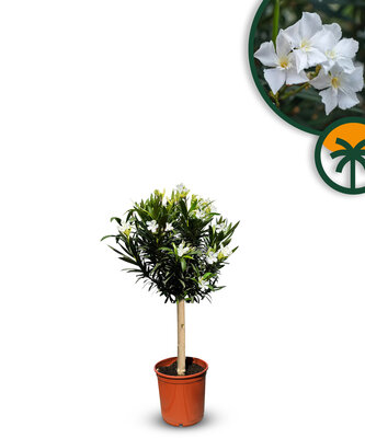 Witte Oleander op stam - hoogte 90/110 cm