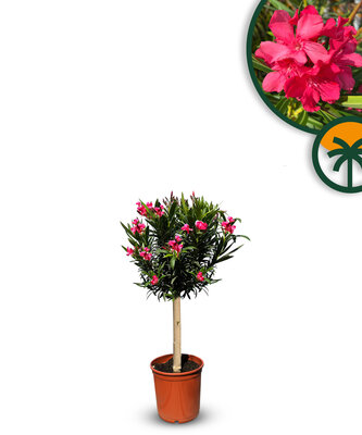 Rode Oleander op stam - hoogte 90/110 cm