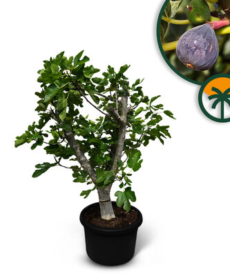 Vijgenboom - Ficus Carica Calabacita Blanca  - 40 jaar oude boom  