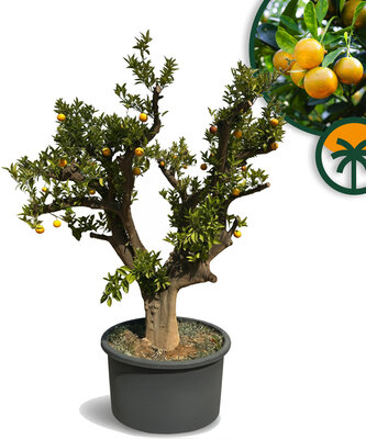 Citrusboom - Sinaasappelboom XXXL - Citrus Sinensis