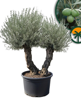 Olea Europea - Olijfboom Bonsai - Dubbele stam