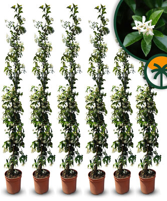 Toscaanse Jasmijn - hoogte 160-180 cm - 6 stuks