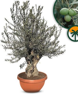 Olijfboom - Olea Europaea -  Bonsai in deco schaal - 90 jaar oude boom