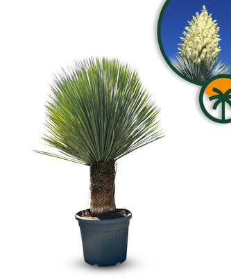 Palmboom - Yucca Rostrata 40-50 cm stamhoogte