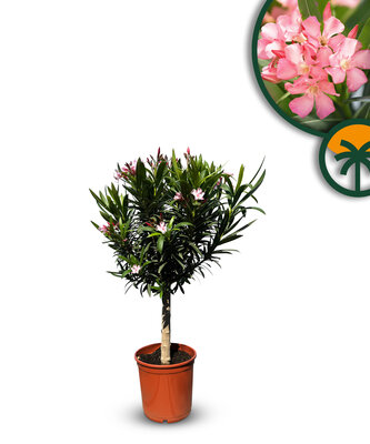 Roze Oleander op stam - hoogte 90/110 cm