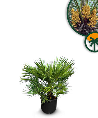 Palmboom - Chamaerops Humilis 60 cm