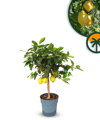 Citrusboom - Citroenboom - 90 cm