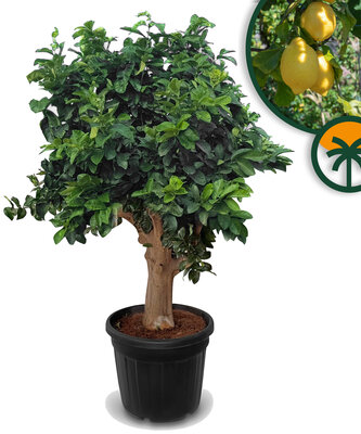 Citrusboom - Citroenboom XXL