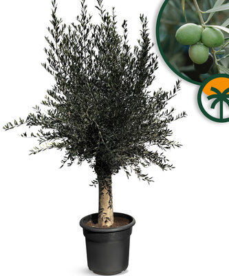 Olijfboom - Olea Europaea - 40 jaar oude boom 