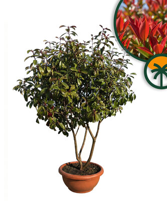 Photinia fraseri ‘Red Robin’ – meerstammige boom – Glansmispel – 180 cm