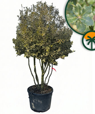 Quercus Ilex Multistam - Steeneik - 250cm 