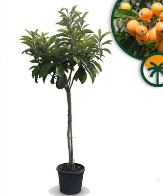 Japanse Wolmispel - Eriobotrya japonica - Loquat - 200 cm