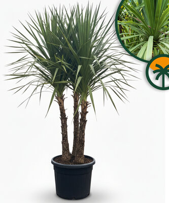 Dracaena Indivisa Multistam 240 cm