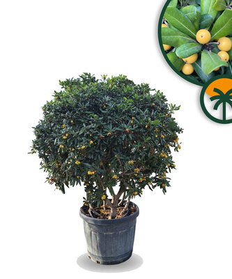 Australische Laurier – Pittosporum – Mulitstamm - 160 cm