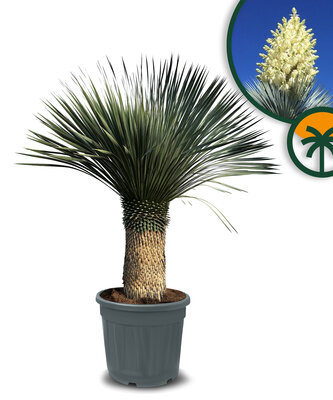 Palmboom - Yucca Rostrata 60-70 cm stamhoogte