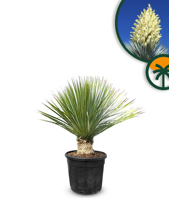 Palmboom - Yucca Rostrata 15-20 cm stamhoogte