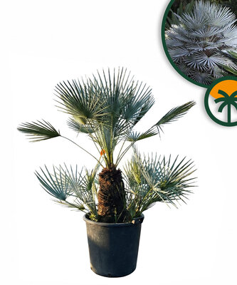 Palmboom - Chamaerops Humilis Cerifera multistam 