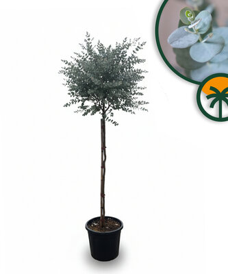 Eucalyptus Azura Gunni op stam - hoogte 160 cm