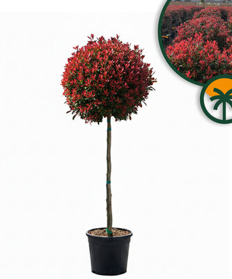 Photinia Fraseri Chico op stam – 150 cm – 25L – Winterhard - Glansmispel