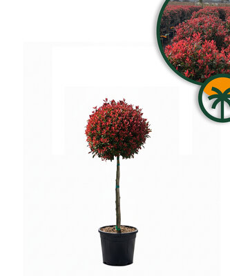 Photinia Fraseri Chico op stam – 120 cm – 18L – Winterhard - Glansmispel