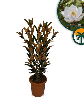 Magnolia Grandiflora 'Gallisoniensis' - hoogte 100 cm