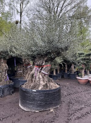 Olea Europea - Olijfboom Bonsai - 350 jaar oude boom