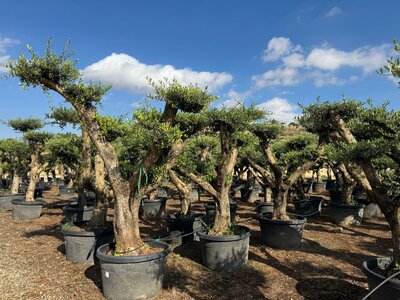 Olijfboom Pom pon XL - Olea Europaea 