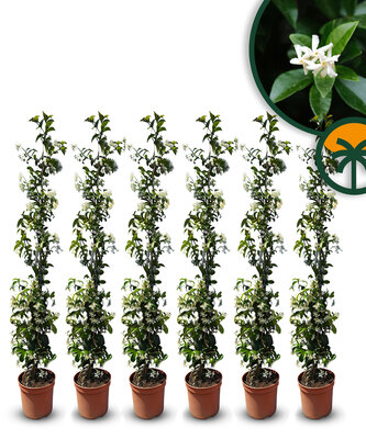 Toscaanse Jasmijn - hoogte 120-140 cm - 6 stuks