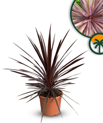 Palmboom - Cordyline australis ‘Red Star’