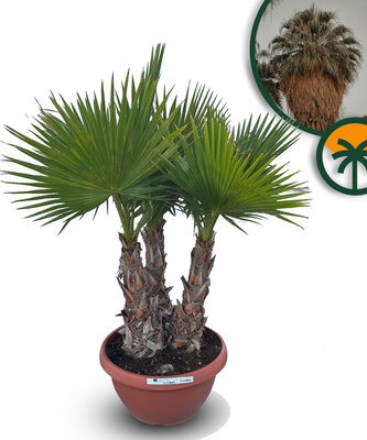 Palmboom - Washingtonia Robusta multistam XL