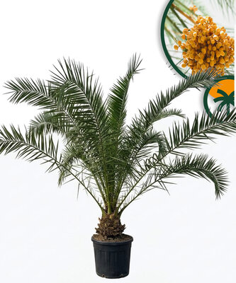 Palmboom - Phoenix Canariensis XL