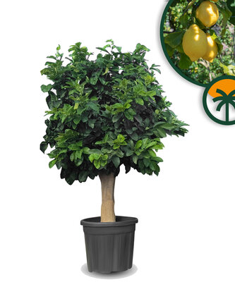 Citrusboom - Citroenboom XL