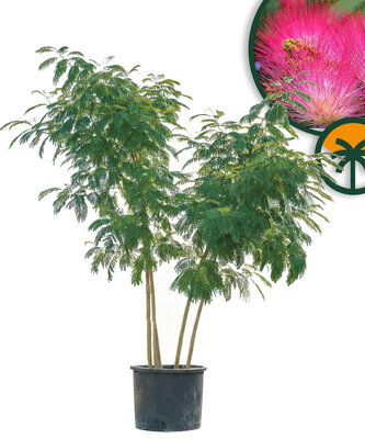 Perzische slaapboom - Albizia julibrissin  - Multistam XL
