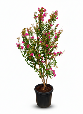 Lagerstroemia indica – Indische sering – 200 cm - Roze Bloemen