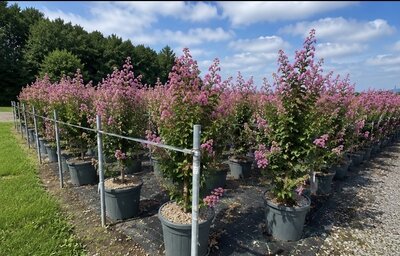 Lagerstroemia indica – Indische sering  – 150 cm - Roze Bloemen