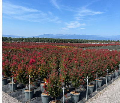 Lagerstroemia indica – Indische sering  – 150 cm - Rode Bloemen